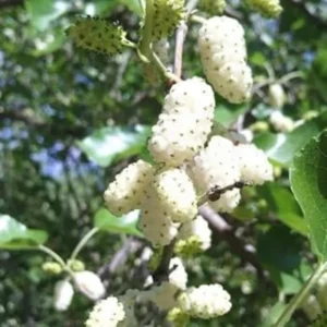 Set of 2 White Mulberry Plants Live Bareroots, Sweet Mulberry Fruit Trees for Planting, Mulberries Seedlings