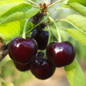 Set of 2 Black Cherry Trees Bareroot – Sweet Cherry Fruit Trees for Planting, Dormant Seedlings