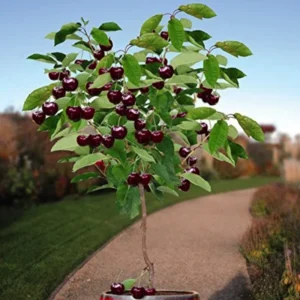 Set of 2 Black Cherry Trees Bareroot – Sweet Cherry Fruit Trees for Planting, Dormant Seedlings