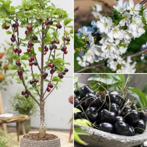 Set of 2 Black Cherry Trees Bareroot – Sweet Cherry Fruit Trees for Planting, Dormant Seedlings