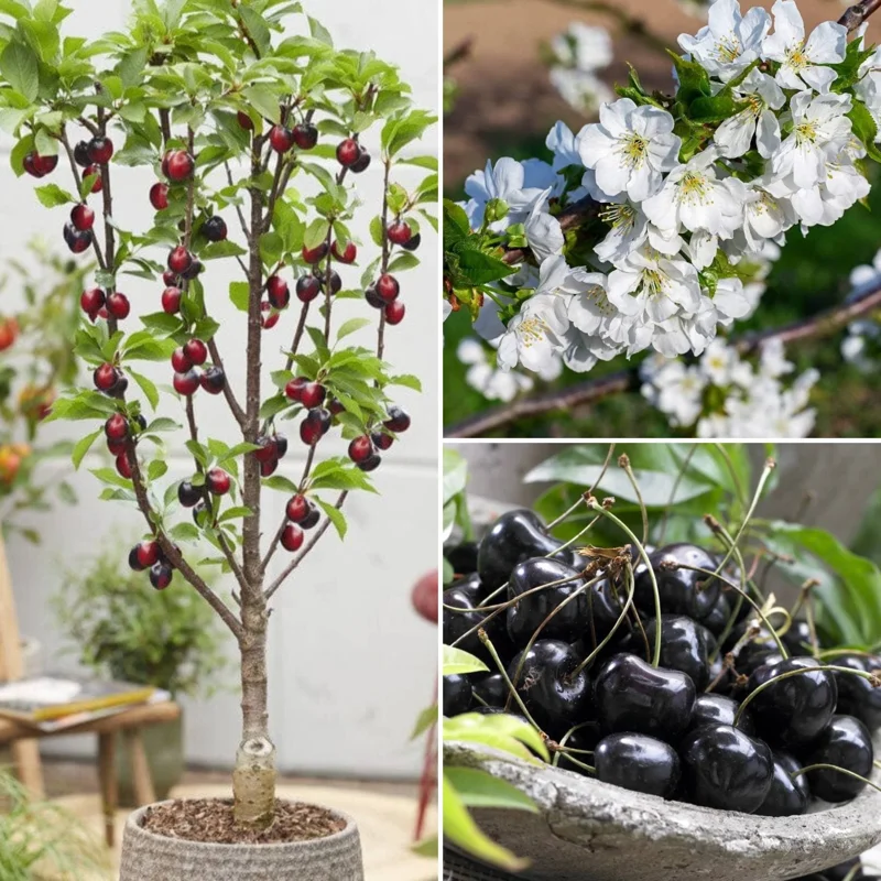 Set of 2 Black Cherry Trees Bareroot – Sweet Cherry Fruit Trees for Planting, Dormant Seedlings