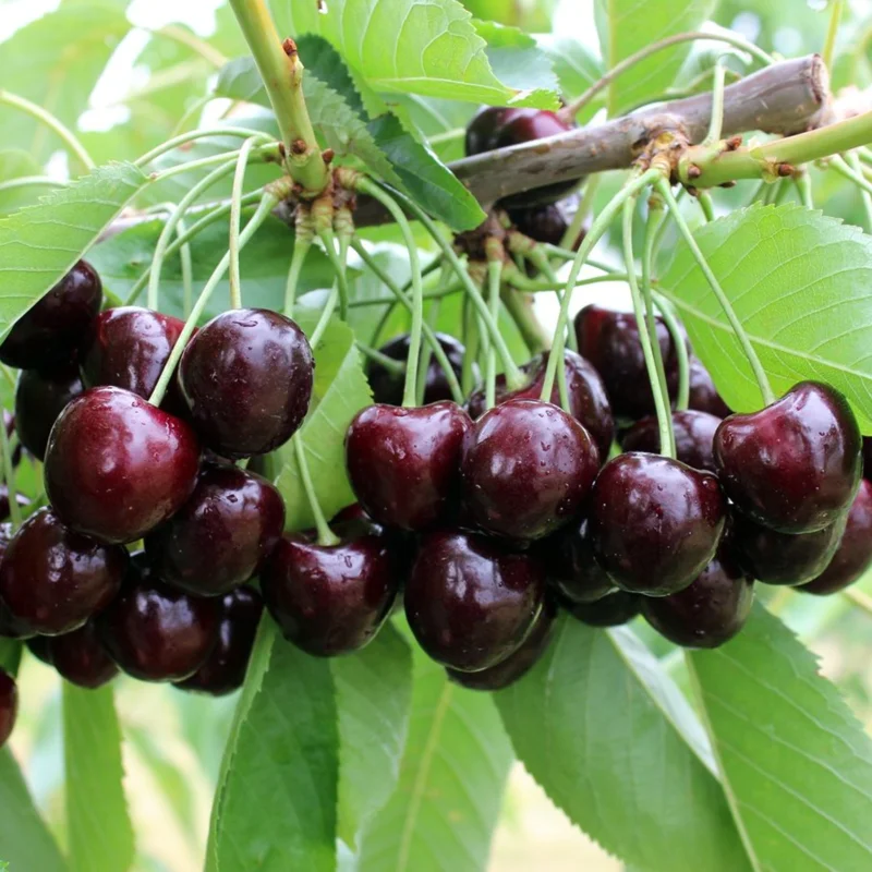 Set of 2 Black Cherry Trees Bareroot – Sweet Cherry Fruit Trees for Planting, Dormant Seedlings