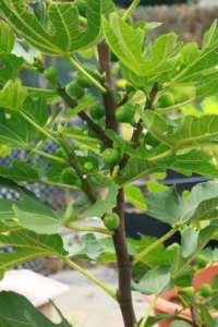 smith fig tree