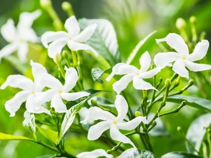 How to Grow and Care for the Pinwheel Jasmine Tree: A Complete Guide