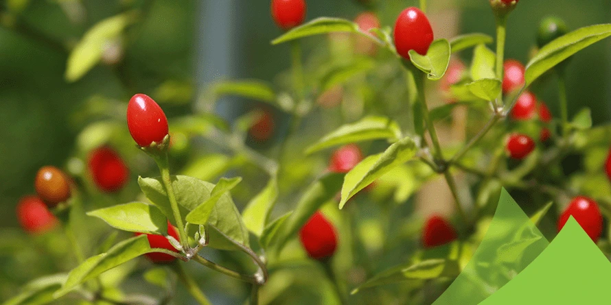 Growing Chiltepin Pepper Plants