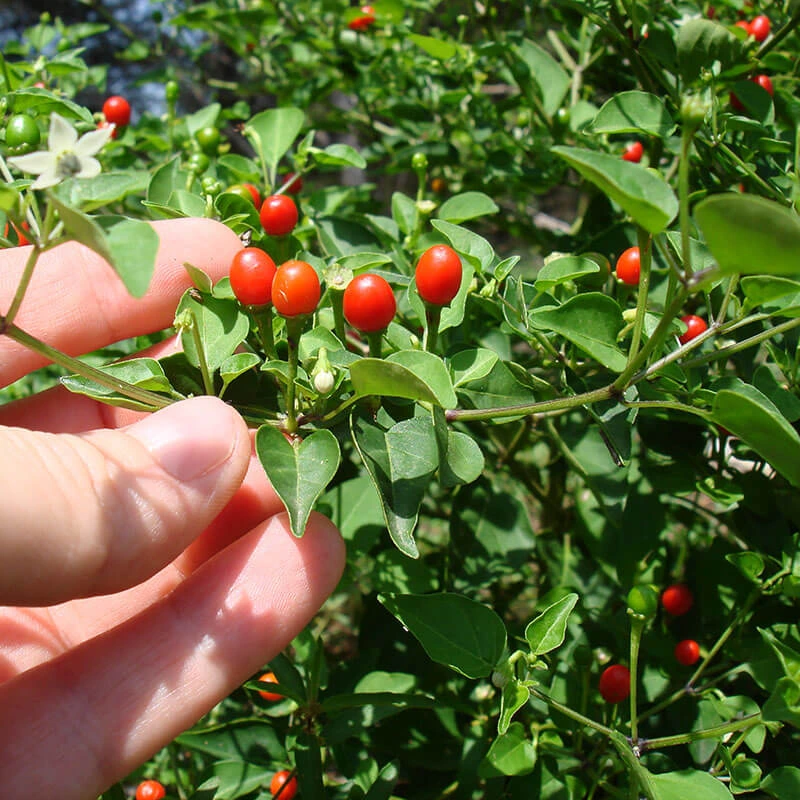 How to Grow Chiltepin Peppers: The Original Hot Pepper