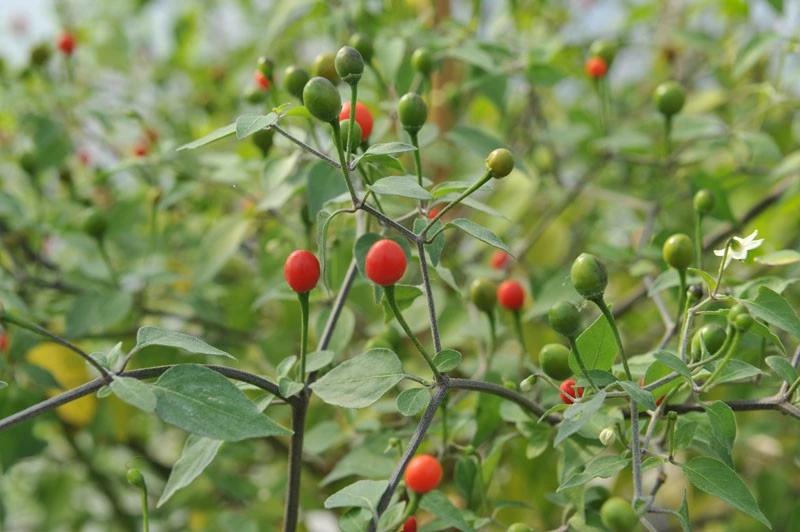 chiltepin pepper plants