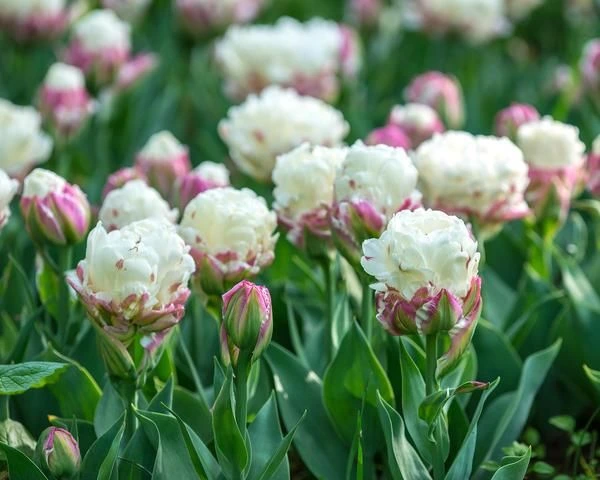 Ice cream tulips