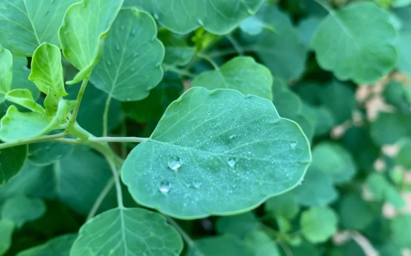 how to grow Papalo herbs