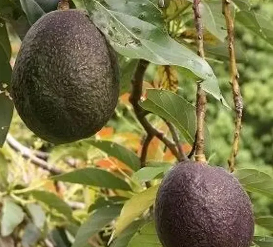 Maria Black Avocado Trees