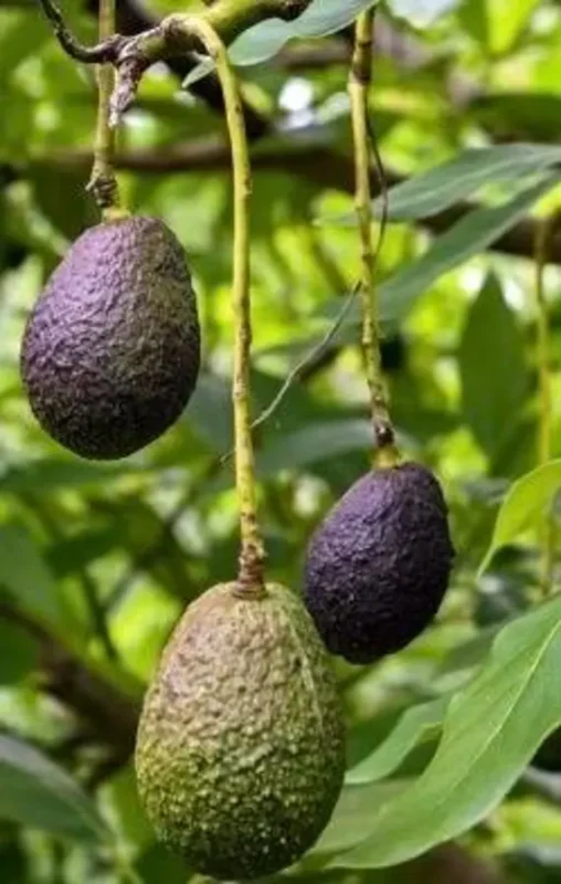 Growing Maria Black Avocado Trees