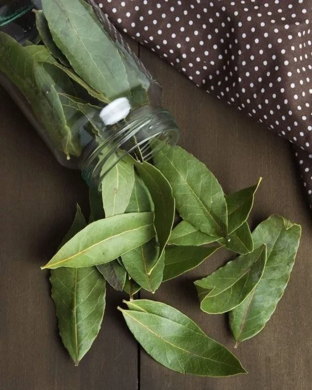 bay leaf plant in a jav