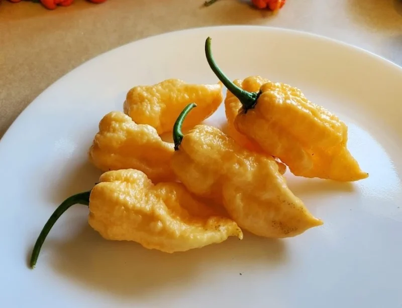 harvesting peach ghost pepper plants