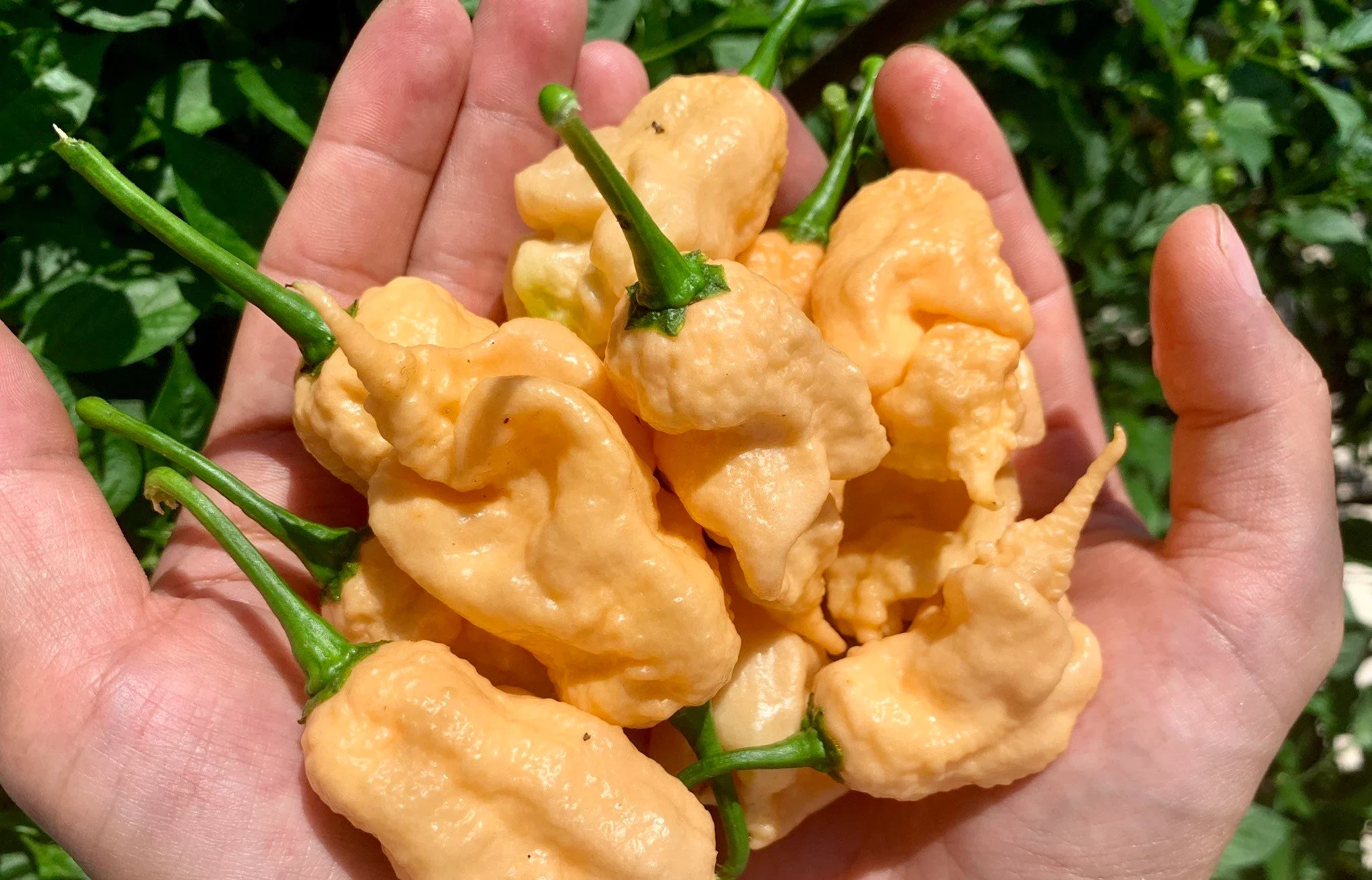 How to Grow Peach Ghost Pepper Plants: A Beginner’s Guide