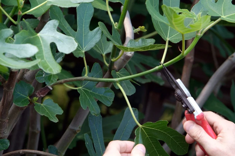 How to Prune Fig Trees