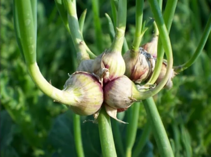 Close-up of Egyptian Walking Onions with bulbils on stalks.