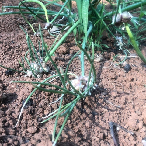 Mature onions "walking" across a garden bed.