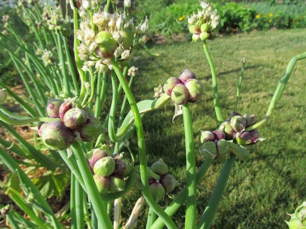Step-by-step Guide to Growing Egyptian Walking Onions