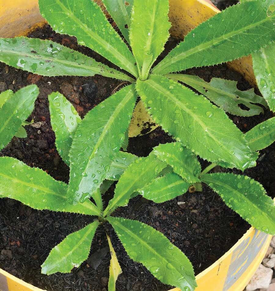 How to Grow Culantro in Containers: Your Ultimate Guide