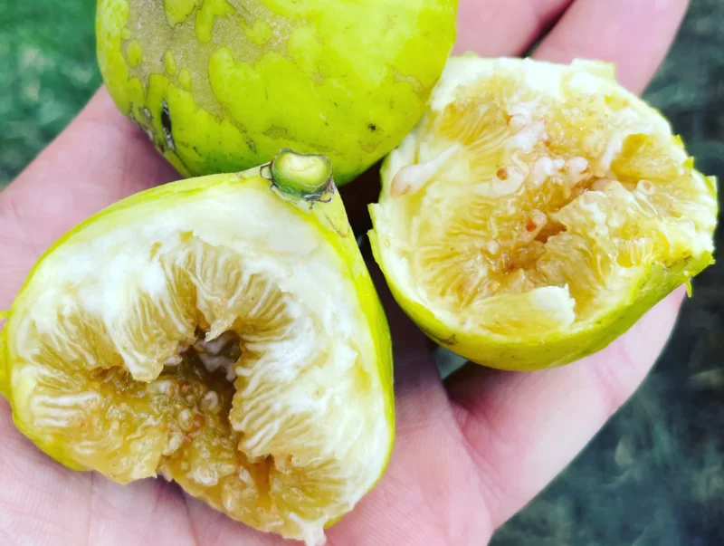 Peter’s Honey Fig Tree