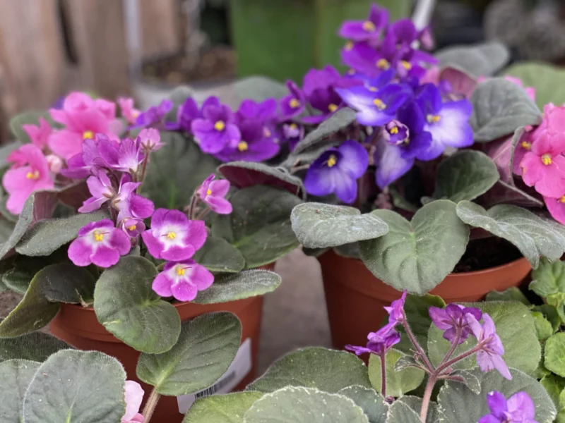 African Violet
