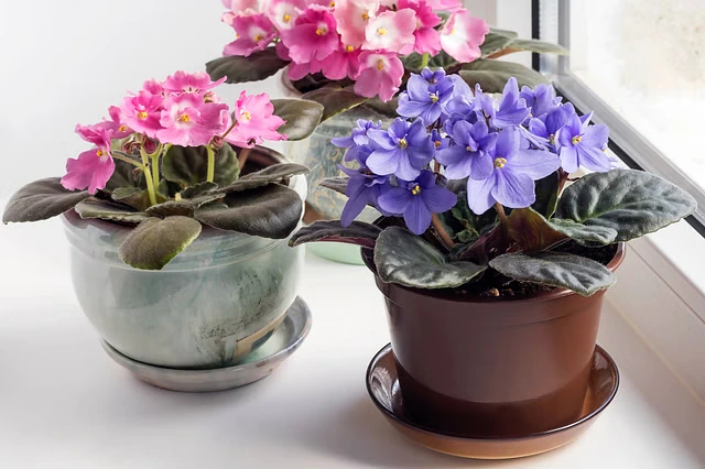African violet flowers in pots