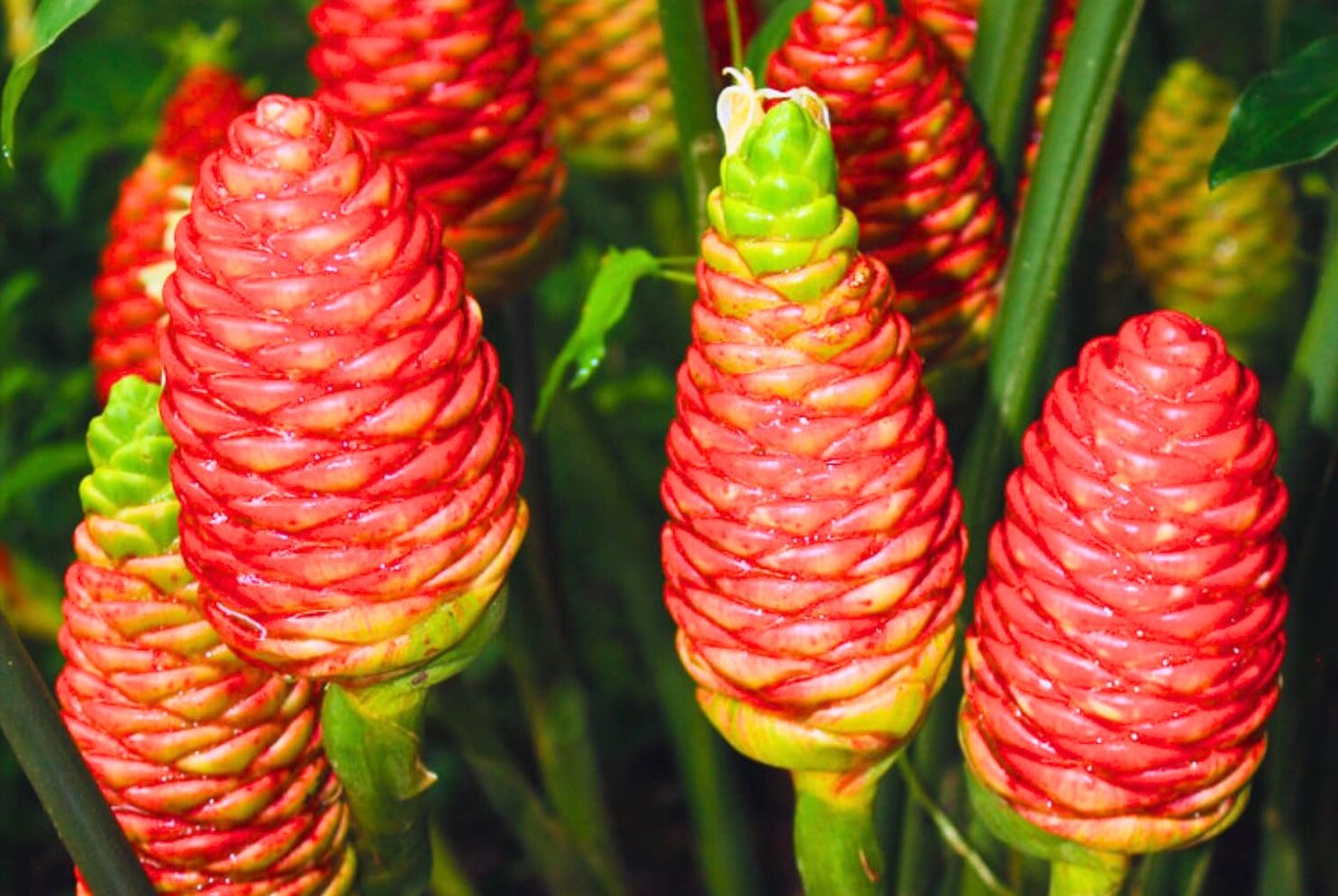 How to Grow Shampoo Ginger Plants: A Beginner’s Guide