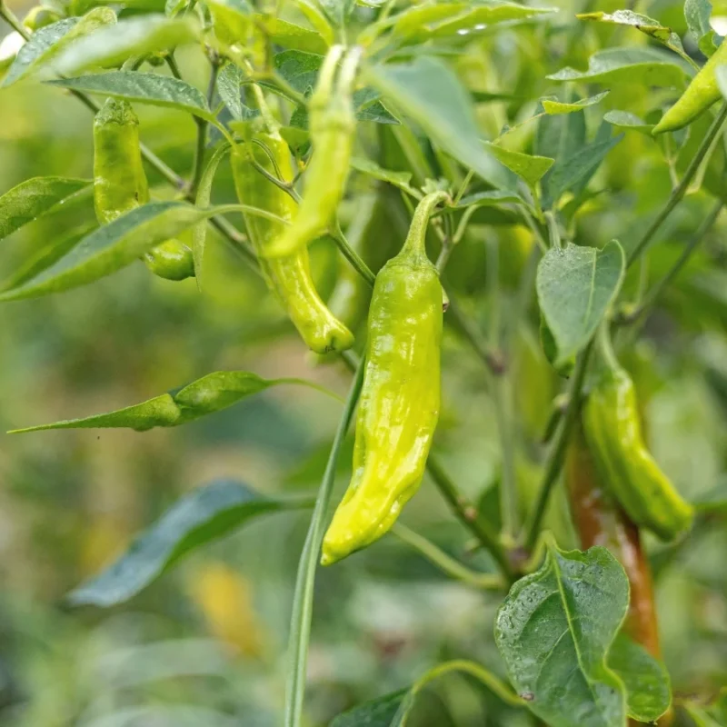 Shishito peppers