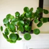 Pilea Peperomioides, Pilea Peperomioides Live No Pot 4 Inches Tall, Pilea Peperomioides Plant Live House Plant, Live Plant Indoor