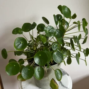 Pilea Peperomioides, Pilea Peperomioides Live No Pot 4 Inches Tall, Pilea Peperomioides Plant Live House Plant, Live Plant Indoor
