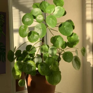 Pilea Peperomioides, Pilea Peperomioides Live No Pot 4 Inches Tall, Pilea Peperomioides Plant Live House Plant, Live Plant Indoor