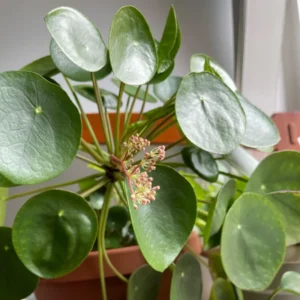 Pilea Peperomioides, Pilea Peperomioides Live No Pot 4 Inches Tall, Pilea Peperomioides Plant Live House Plant, Live Plant Indoor