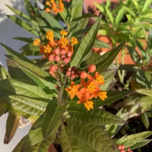 2 Milkweed Plants, Butterfly Milkweed Plants, Live Milkweed Plants, Tropical Milkweed Flower Plants Red Orange Bareroot, 4 To 7 Inches Tall