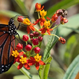 2 Milkweed Plants, Butterfly Milkweed Plants, Live Milkweed Plants, Tropical Milkweed Flower Plants Red Orange Bareroot, 4 To 7 Inches Tall
