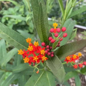 2 Milkweed Plants, Butterfly Milkweed Plants, Live Milkweed Plants, Tropical Milkweed Flower Plants Red Orange Bareroot, 4 To 7 Inches Tall