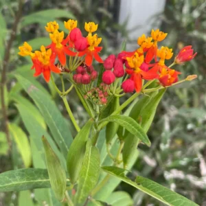 3 Milkweed, Milkweed Plants Live, Butterfly Milkweed Plants Live 4 To 6 Inches Height Rooted, Tropical Milkweed Perennial
