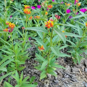 3 Milkweed, Milkweed Plants Live, Butterfly Milkweed Plants Live 4 To 6 Inches Height Rooted, Tropical Milkweed Perennial