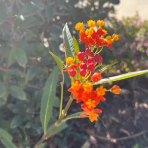 3 Milkweed, Milkweed Plants Live, Butterfly Milkweed Plants Live 4 To 6 Inches Height Rooted, Tropical Milkweed Perennial