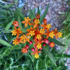 3 Milkweed, Milkweed Plants Live, Butterfly Milkweed Plants Live 4 To 6 Inches Height Rooted, Tropical Milkweed Perennial
