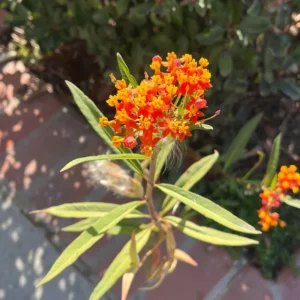 3 Milkweed, Milkweed Plants Live, Butterfly Milkweed Plants Live 4 To 6 Inches Height Rooted, Tropical Milkweed Perennial