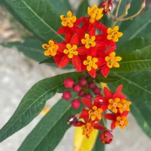 3 Milkweed, Milkweed Plants Live, Butterfly Milkweed Plants Live 4 To 6 Inches Height Rooted, Tropical Milkweed Perennial