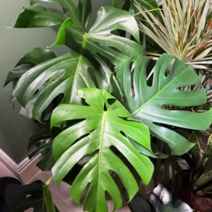 Live Monstera Plant, 5 To 8 Inches Tall Bareroot House Plant, Live House Plant, Indoor Plant