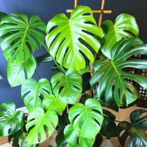 Live Monstera Plant, 5 To 8 Inches Tall Bareroot House Plant, Live House Plant, Indoor Plant