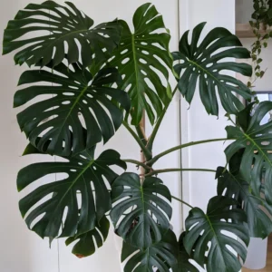 Live Monstera Plant, 5 To 8 Inches Tall Bareroot House Plant, Live House Plant, Indoor Plant
