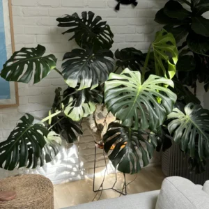 Live Monstera Plant, 5 To 8 Inches Tall Bareroot House Plant, Live House Plant, Indoor Plant