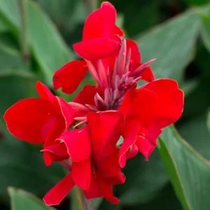 2 Canna Lilies Plants, Canna Lily Plants For Spring Planting, Mix Canna Lily Flower Plants No Pot