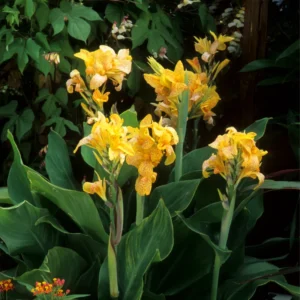 2 Canna Lilies Plants, Canna Lily Plants For Spring Planting, Mix Canna Lily Flower Plants No Pot