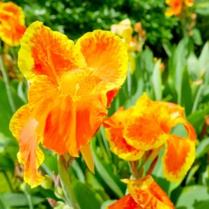 2 Canna Lilies Plants, Canna Lily Plants For Spring Planting, Mix Canna Lily Flower Plants No Pot