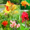 2 Canna Lilies Plants, Canna Lily Plants For Spring Planting, Mix Canna Lily Flower Plants No Pot