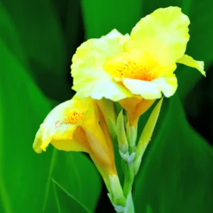 2 Canna Lilies Plants, Canna Lily Plants For Spring Planting, Mix Canna Lily Flower Plants No Pot